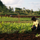 Mauritius has transformed itself from an agriculturally-based economy to a middle-income financial hub.